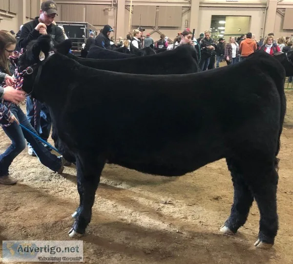 Bred Heifer