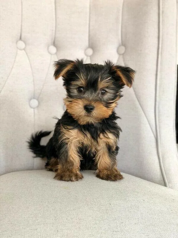MALE AND FEMALE YORKIE