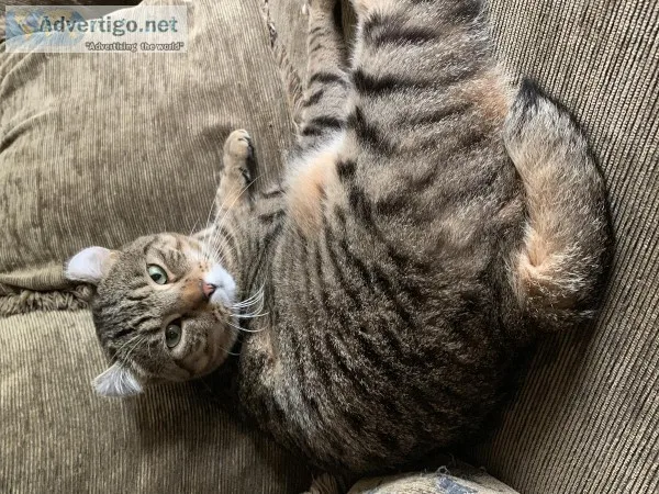 Highlander cats