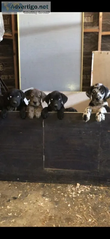 Designer Mastiff pup&rsquos