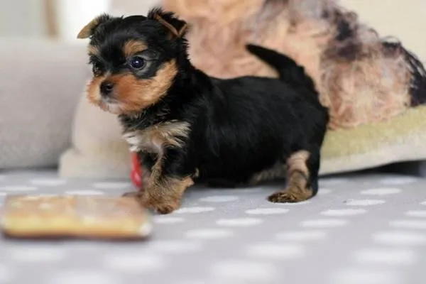 print MALE AND FEMALE YORKIE NEEDS A HOME