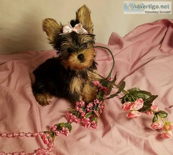 Yorkie Puppies Puppies