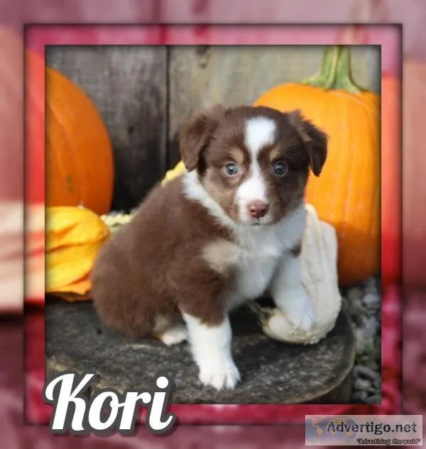 Kori Female Mini Australian Shepherd