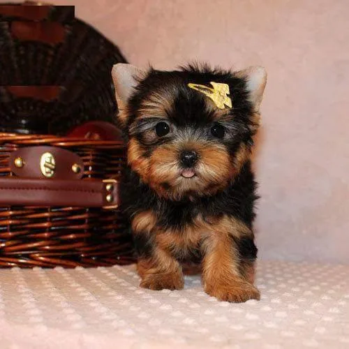 Purebred Yorkie Puppies available