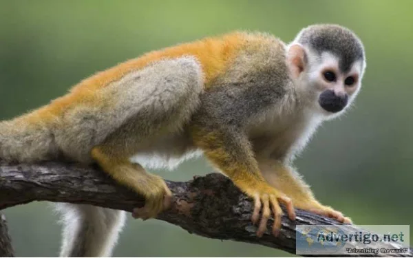 Squirrel Monkey I need a home for