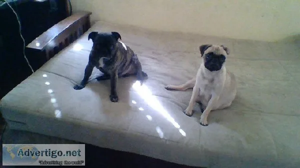 Looking for a male pure bred to breed