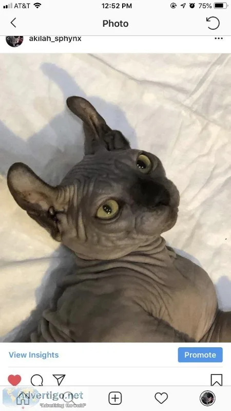 Sphynx Dwelf for sale