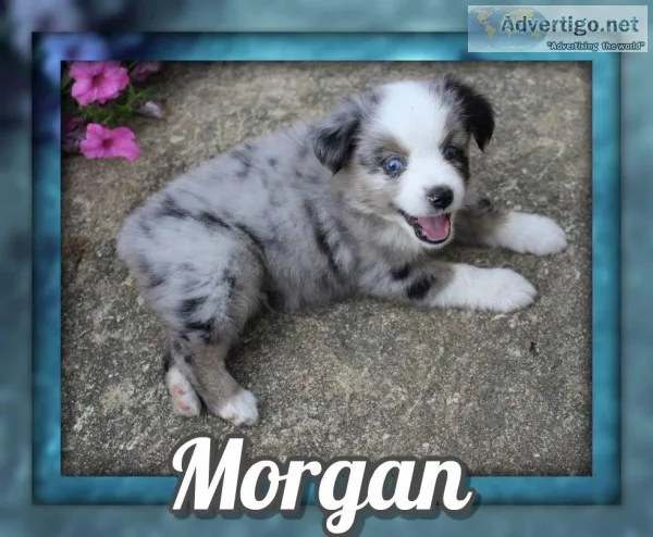 Morgan Male Mini Australian Shepherd