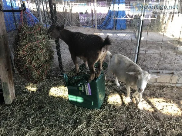 2 Female Nigerian Dwarf Goats