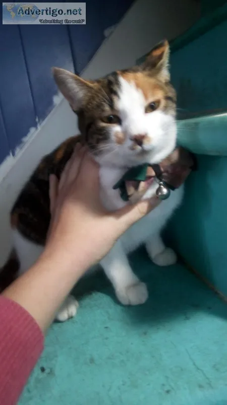 Spayed Friendly Calico Cat