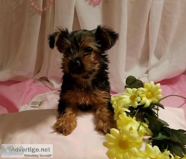 Morkie ( maltese  yorkie)