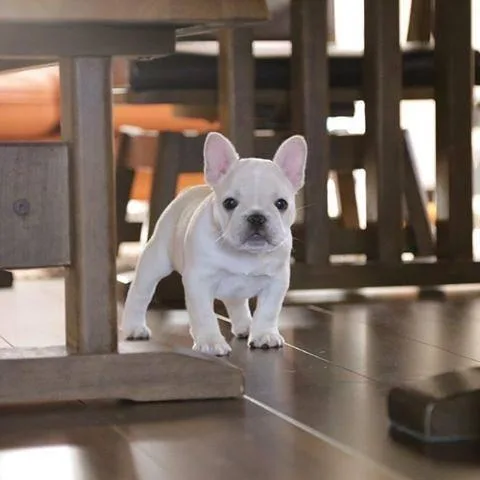 Affectionate Frenchie Pup....