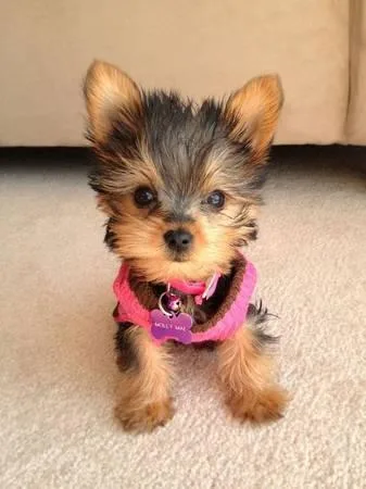 Yorkie Puppies need to find a good new home for him asap