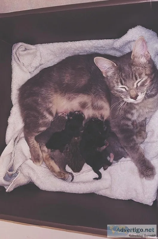 Kittens for Sale