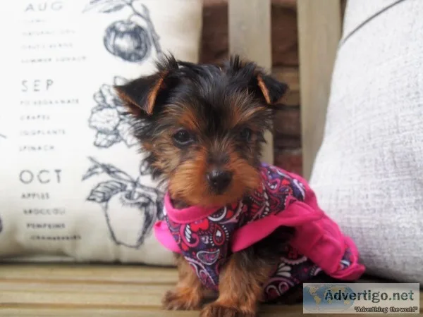 Purebred Yorkie Puppies available