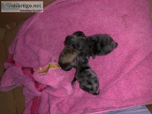 Toy Pomeranian puppies