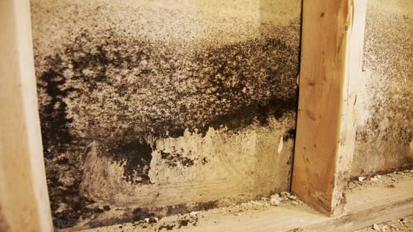 Mold Cleanup