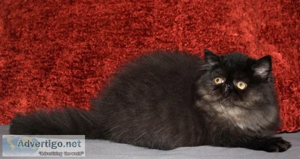 Persian male kitten