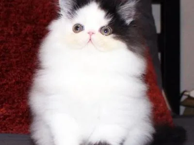 Persian male kitten