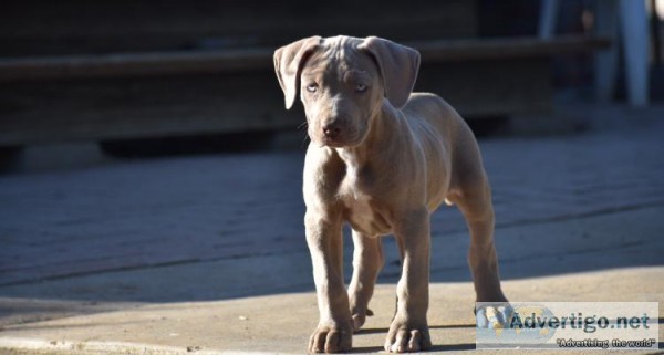 Pitbull pup