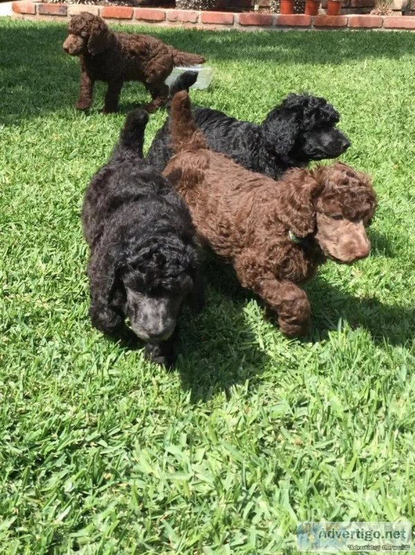 Standard Poodle Puppies
