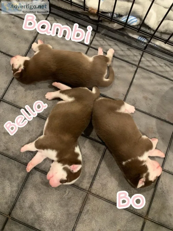 PUREBRED PUPPIES (Sib-Husky)