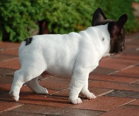 Cute french bulldogs available