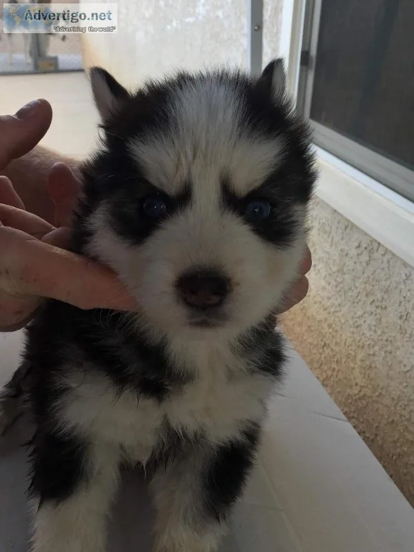 Husky Puppies