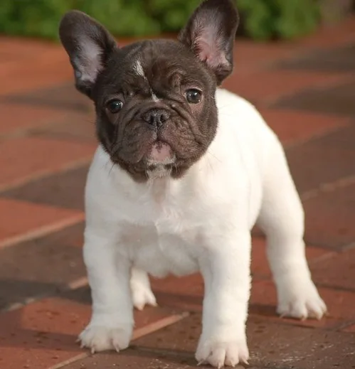French bulldog puppies for sale  