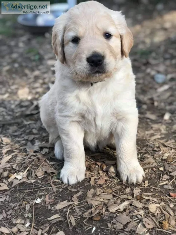 Adorable Golden Retriever Pup Ready...