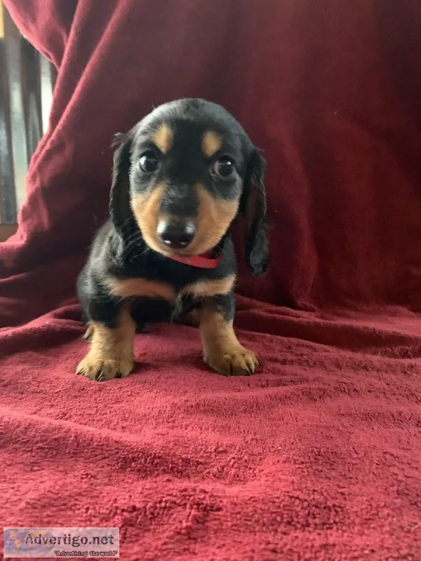 Long haired Miniature Dachshund