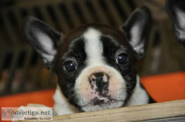 Froston Pup 4 sale