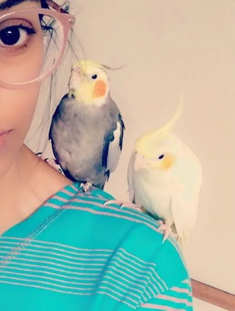 Pair Bonded Cockatiels For Sale (big cage perch and toys include