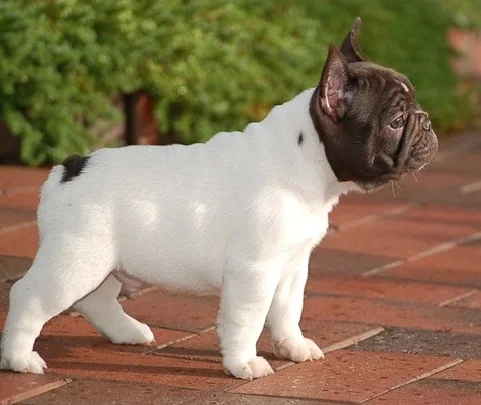 French bulldog puppies available