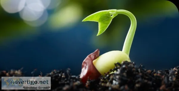 Best MSc Hons Botany Colleges