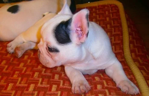 Amazing french bulldogs puppies for sal