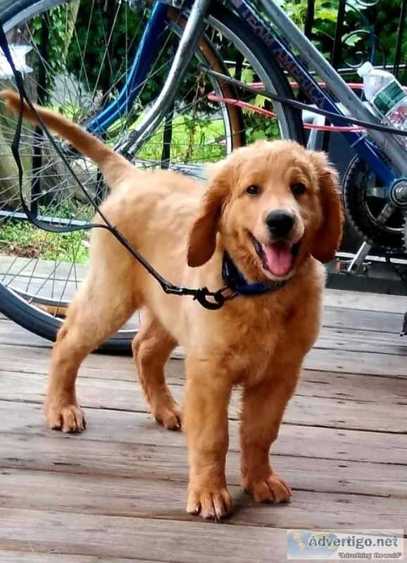golden doodle puppy
