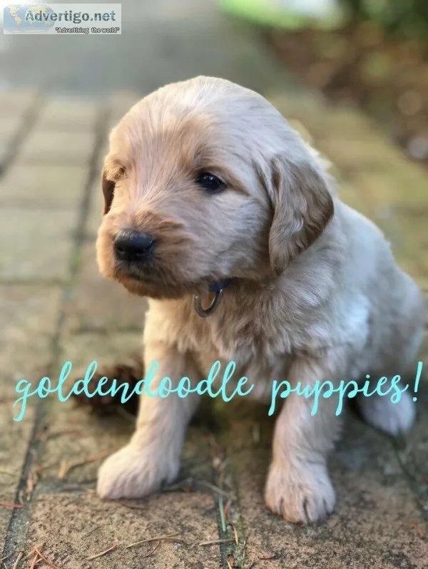 9 week old Goldendoodle Pups