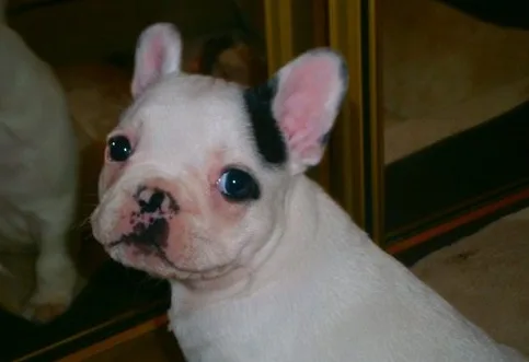 Affectionate french bulldogs available