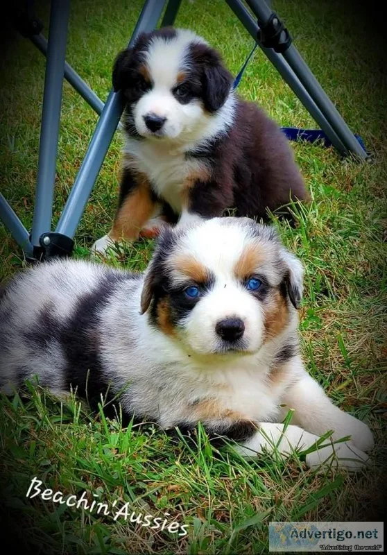 Standard Australian Shepherd Puppies AKCASDR