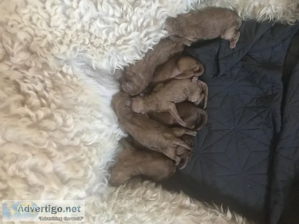 Goldendoodles