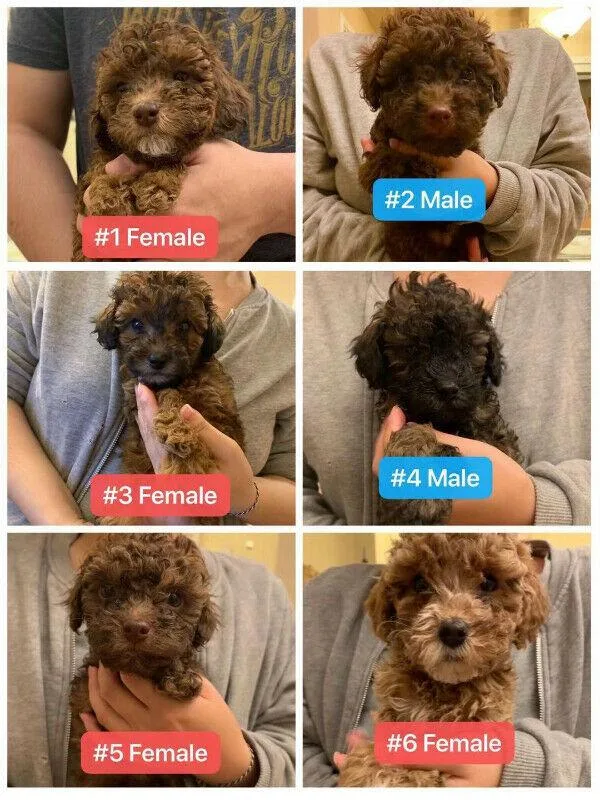Lovely Purebred poodle