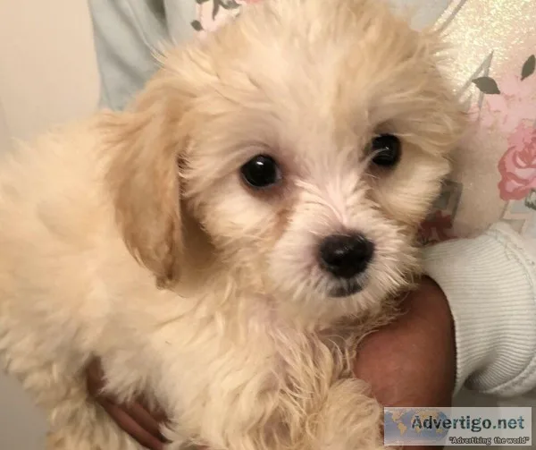  Shipoo puppies  3 female available