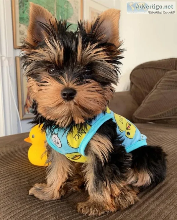 Male and female yorkie puppies 