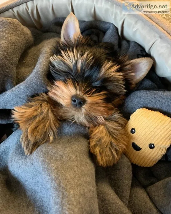 Yorkshire terrier puppies 