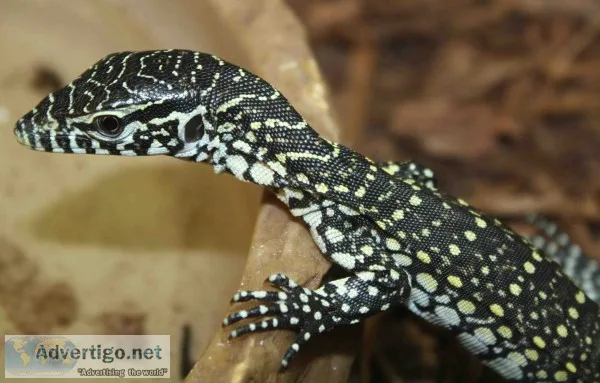 Males and females lace monitor for sale