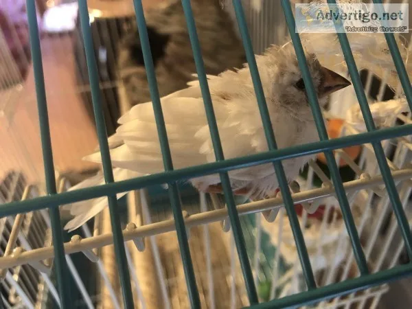 Cute baby Zebra Finch w cage nest and toy