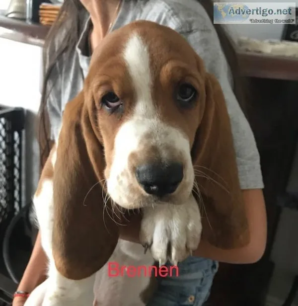 Basset Hound Puppies (Pure Bred)