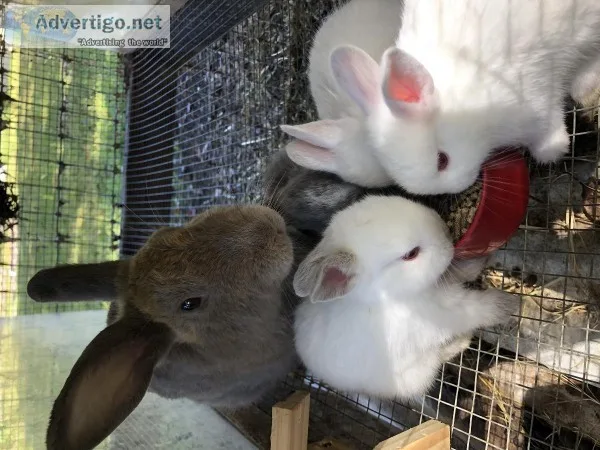 Bunnies  New born Rabbits