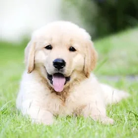 Golden retriever puppies